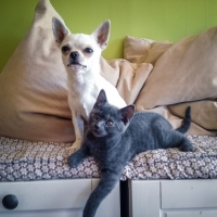 chat-gris-et-chien-blanc