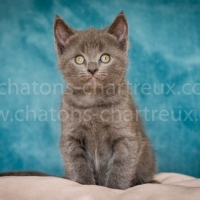 chaton-chartreux-mâle-LOOF