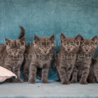 chatons-chartreux-bleus