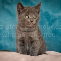 magnifique-chaton-chartreux