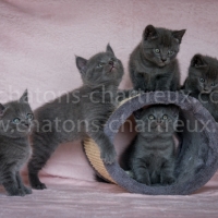 chatons-chartreux-LOOF