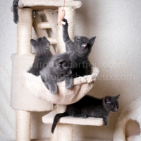 arbre-à-chat-chartreux