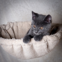 chartreux-LOOF