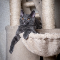 chaton-LOOF