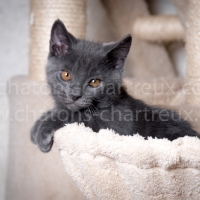 chaton-yeux-or