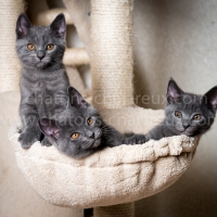 chatons-arbre-à-chat