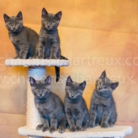 portée-chatons-chartreux
