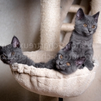 portée-chatons-yeux-or