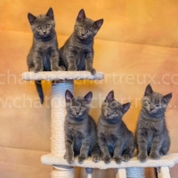 portée-chatons