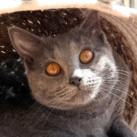 YEUX CUIVRES OR ORANGE SOCIABLE
