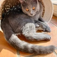 CHAT CHARTREUX KITTEN LOOF