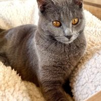 CHATONS CHAT CHATS CHARTREUX