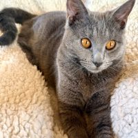 Aria chartreux FEMELLE CHATON ADOPTER