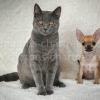 Femelle-chartreux-Nessie-et-son-copain-chiot-chihuahua-