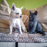 bebe-chat-et-son-ami-chien-