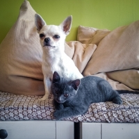 chaton-chartreux-couché-et-femelle-chihuahua