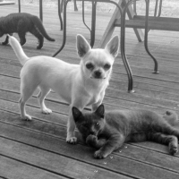 chaton-male-chartreux-en-terrasse-avec-chihuahua-