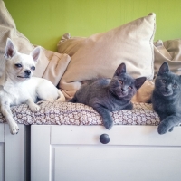 chatons-chartreux-et-femelle-chichi