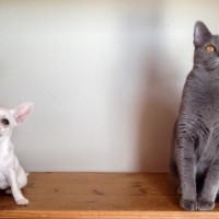 chihuahua-et-femelle-chartreux