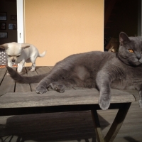 femelle-chartreux-et-chiot-chihuahua