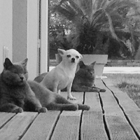 femelles chartreux et chihuahua