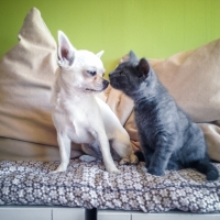 le-bisou-entre-chien-chihuahua-et-chaton-chartreux