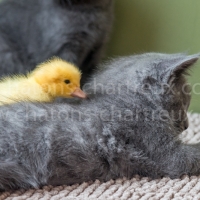 bébé-caneton-chaton