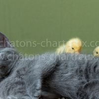 chartreux-calin