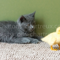 chat-chasseur