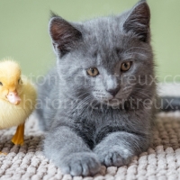 chaton-caneton-