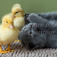chatons-chartreux.com_