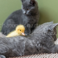 chatons-joueurs