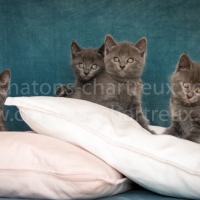 élevage-chatons-chartreux