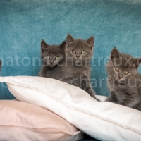 élevage-chatons