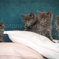 élevage-familial-chatons-chartreux