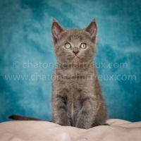 chartreux-bleu
