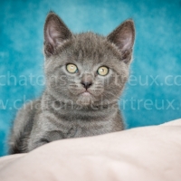 chaton-chartreux-LOOF