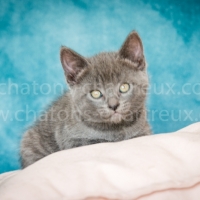 chaton-chartreux-bleu