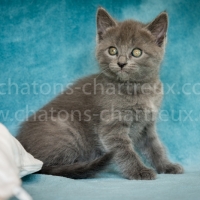 chaton-chartreux-mâle