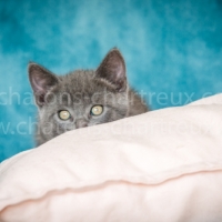 chaton-femelle