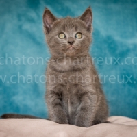 chaton-mâle