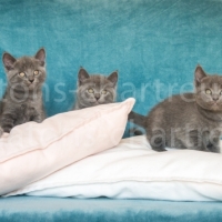 chatons-mâles-femelles