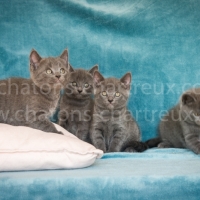 chats-chartreux-LOOF