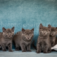 portée-bébés-chartreux-LOOF