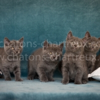 portée-chatons-chartreux-LOOF