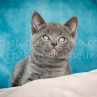 sourire-chaton-chartreux-