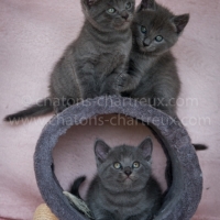 élevage-familial-chartreux-