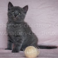 bébé-chartreux