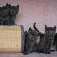 bébés-chartreux