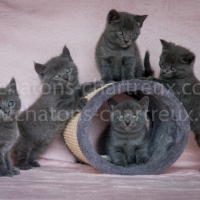 bébés-chats